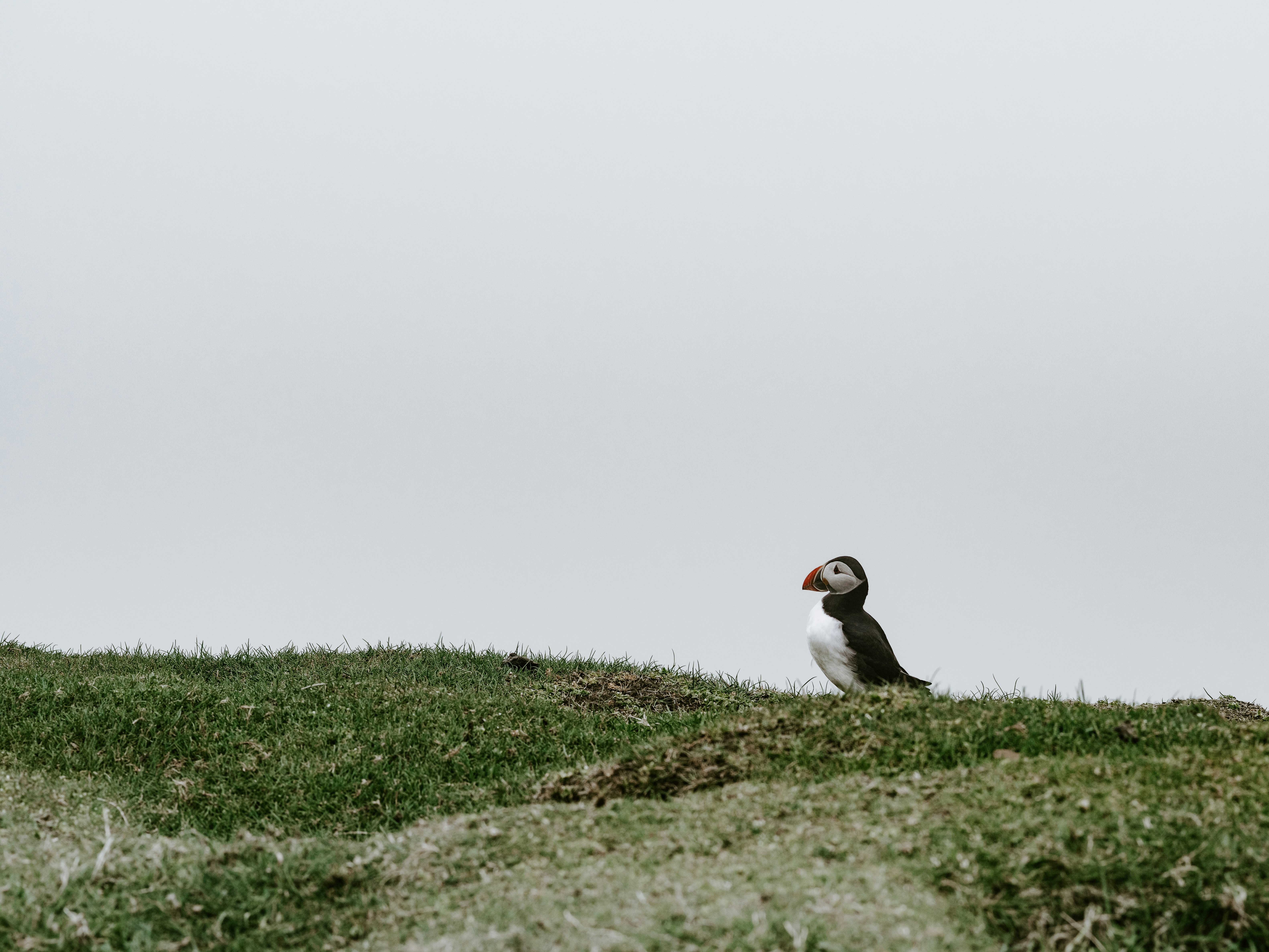 black and white bird on green grass during daytime